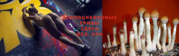 стаф Арсеньев
